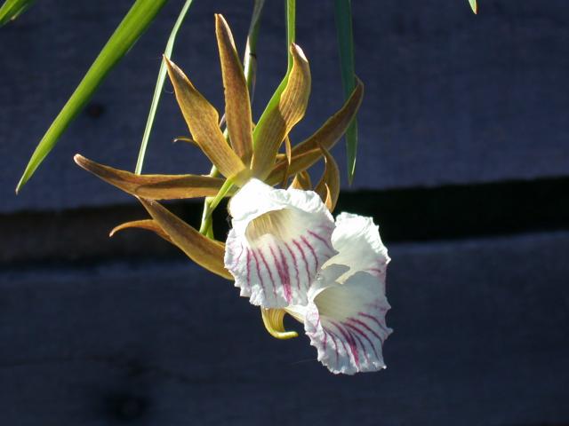 DSCN1735.JPG